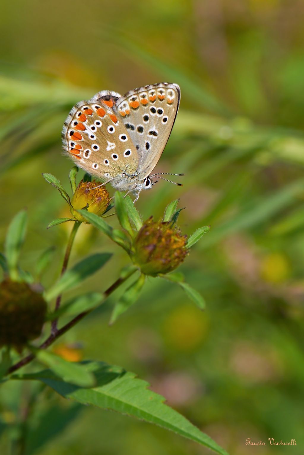 Lepidottera